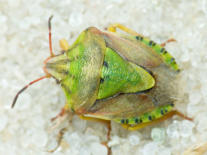 Antheminia lunulata (Goeze, 1778)